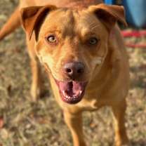 Thumbnail photo of Pickles #1