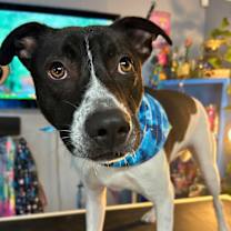 Thumbnail photo of Logan Katie-adoption pending #1