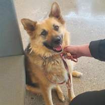 adopt-pet