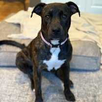 Thumbnail photo of Lucy (Formerly Lyra) #1