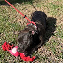 Thumbnail photo of Lucy (Formerly Lyra) #3