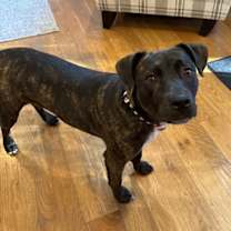 Thumbnail photo of Lucy (Formerly Lyra) #4