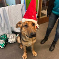 Thumbnail photo of Carlton #4