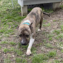 Thumbnail photo of Cooper #3