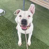 adopt-pet