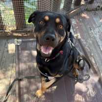 Thumbnail photo of Amigo #2