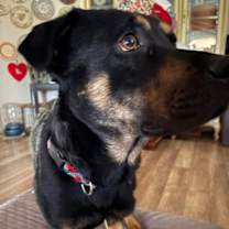 Thumbnail photo of Amigo #4