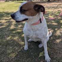 Thumbnail photo of Moxie #2