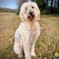 Thumbnail photo of Nova #6931 #1