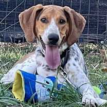 Thumbnail photo of Bobby: Not at shelter (Ron) #4