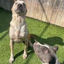 Thumbnail photo of Poppins #3