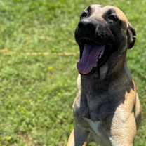 Thumbnail photo of Rooster #2