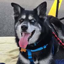 Thumbnail photo of Marshall #1