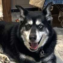 Thumbnail photo of Marshall #4