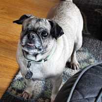Thumbnail photo of Chiquita #3