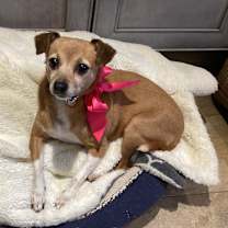 adopt-pet