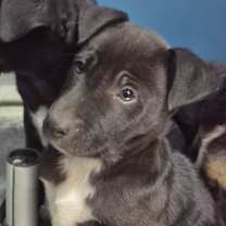 Thumbnail photo of Ritch #2