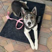 Thumbnail photo of Xena #2