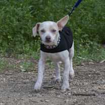 Thumbnail photo of Pimper #3