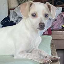 Thumbnail photo of Pimper #4