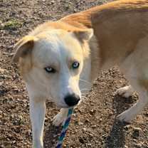 Thumbnail photo of Chips #1