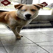 Thumbnail photo of Chips #2