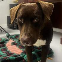 Thumbnail photo of Belle #2