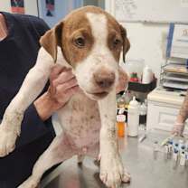 Thumbnail photo of Griffin #3