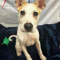 Thumbnail photo of Henry 0167 #3