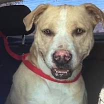 Thumbnail photo of VIOLA #1