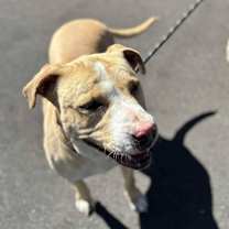 Thumbnail photo of VIOLA #2