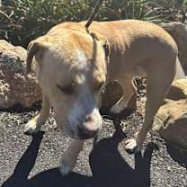 Thumbnail photo of VIOLA #3