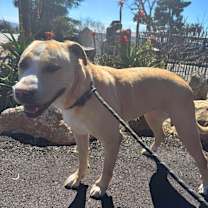 Thumbnail photo of VIOLA #4