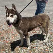 Thumbnail photo of MAYA #2