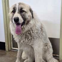 Thumbnail photo of Dakota #2