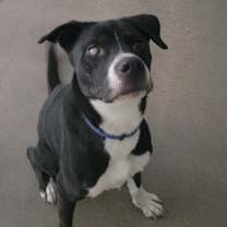adopt-pet