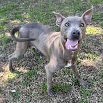 Thumbnail photo of Myrtle #2