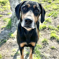 Thumbnail photo of Brooks [Foster Home] #1