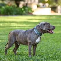 Thumbnail photo of Biggie Smalls #4