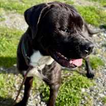 Thumbnail photo of Kato #3