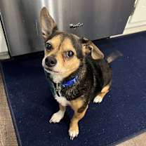 Thumbnail photo of Pickle #1