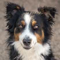 adopt-pet