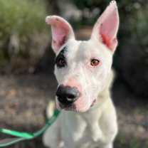 Thumbnail photo of RAIDER #1