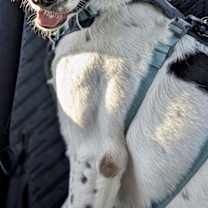 Thumbnail photo of Mara (AKA Simone) - LOCAL #1