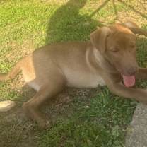 Thumbnail photo of Goldie S #1