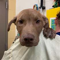 Thumbnail photo of Goldie S #2