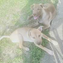 Thumbnail photo of Goldie S #4