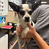 Thumbnail photo of FRANKIE #3