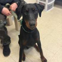 Thumbnail photo of Kobe #2