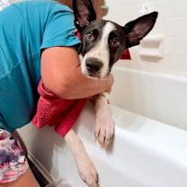 Thumbnail photo of Bronco Beanie Baby with the good ears #1